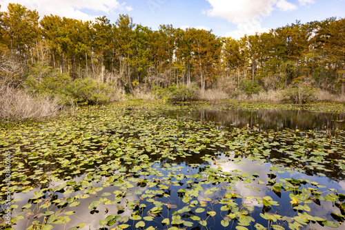 Exploring Six Mile Cypress Slough Preserve Wetland in Fort Myers Florida With Water Lilies and Trees During Daylight Hours