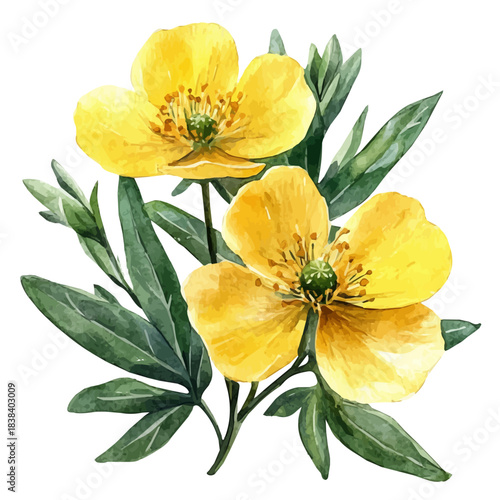 Rue Flower, watercolor drawing vector, isolated on a white background.