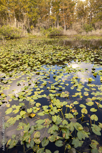 Exploring Six Mile Cypress Slough Preserve Wetland in Fort Myers Florida With Lush Greenery and Clear Water