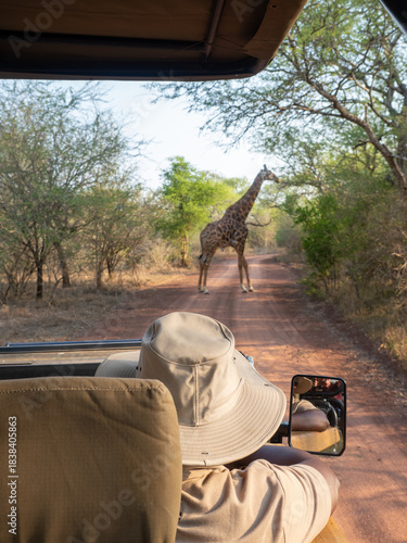 Giraffe