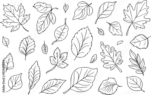 Beautiful handdrawn collection of outline tree leaves showcasing diverse shapes and botanical elements on a white background