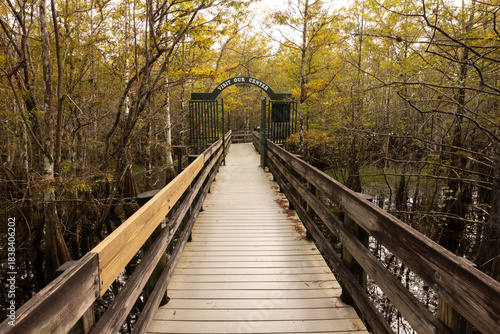 Explore Six Mile Cypress Slough Preserve in Fort Myers Florida on a Rainy Day With Wooden Paths Surrounded by Wetlands