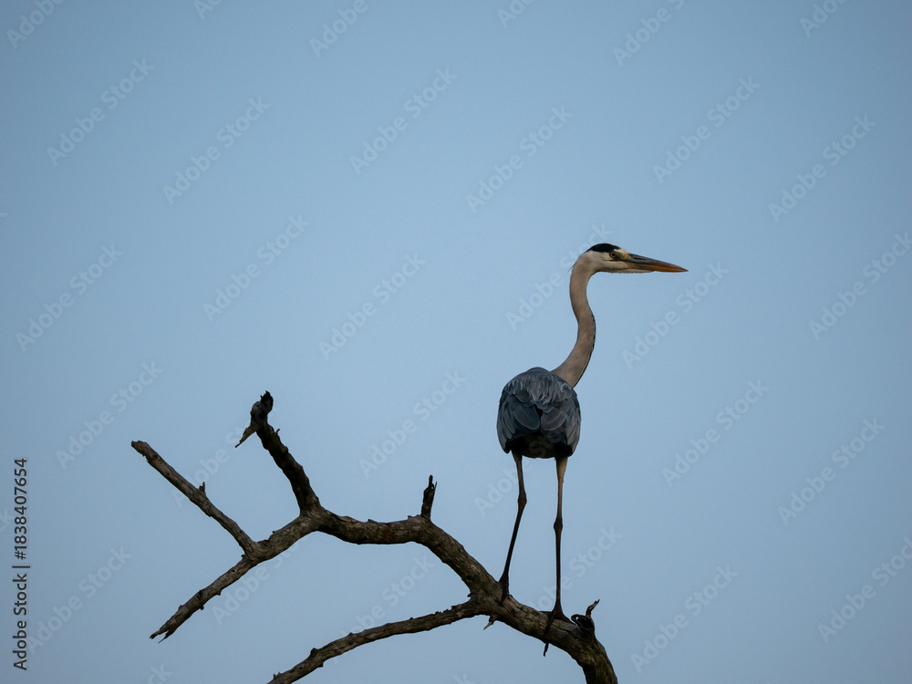 Naklejka premium Marabu