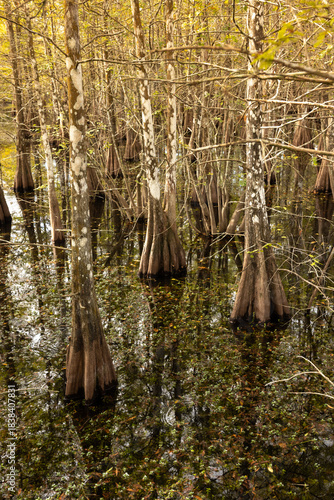 Exploring the Wetland Habitat of Six Mile Cypress Slough Preserve in Fort Myers Florida During a Bright Afternoon