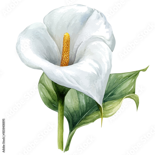 Calla Lily Flower, clipart watercolor vector with gentle, isolated on a white background.