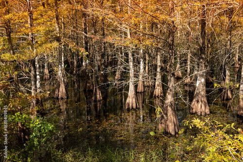 Exploring Six Mile Cypress Slough Preserve Wetland in Fort Myers Florida During Autumn Season