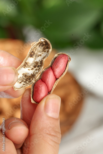 Fresh Red Peanuts in Cracked Shells Held in Hands