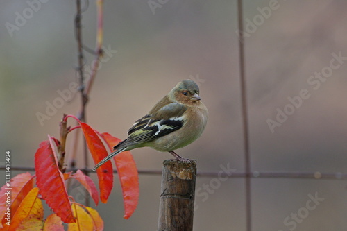  chaffinch (Fringilla coelebs)