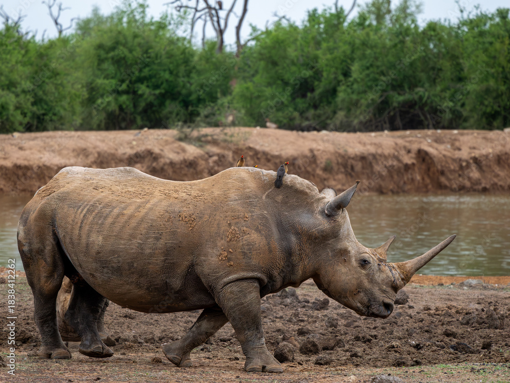 Fototapeta premium Nashorn