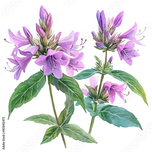 Bee Balm Flower, clipart watercolor vector with vivid accents and harmonious tones, isolated on a white background.