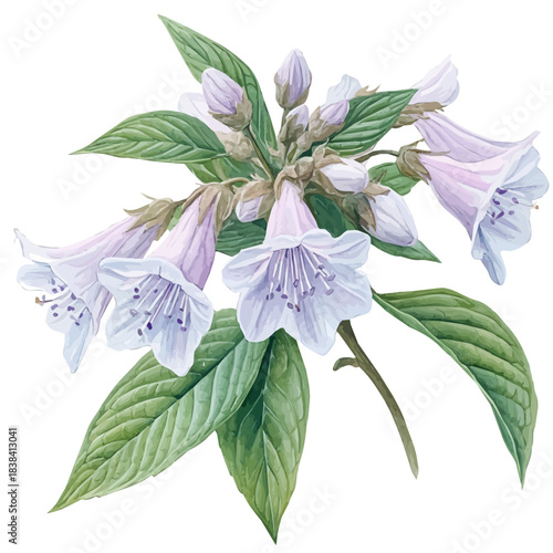 watercolor of Balsam Flower, isolated on a white background.
