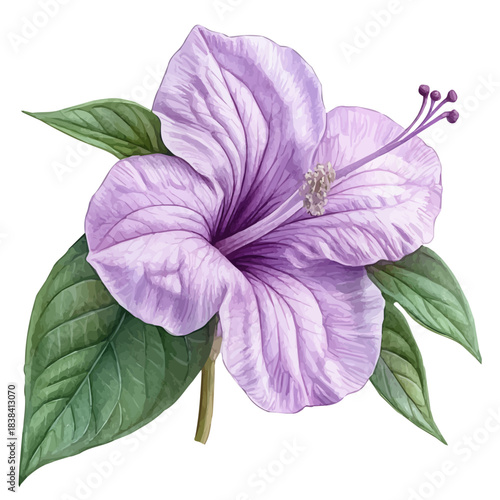 watercolor of Balsam Flower, isolated on a white background.