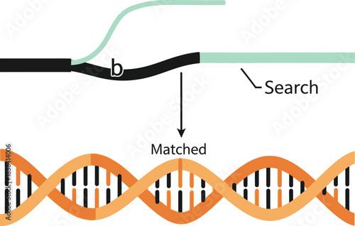 Biological diagram showing dna strand matching process with search probe finding specific genetic sequence for medical science research and forensic identification.