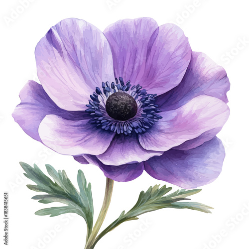 Anemone Flower, clipart watercolor vector with vivid accents and harmonious tones, isolated on a white background.