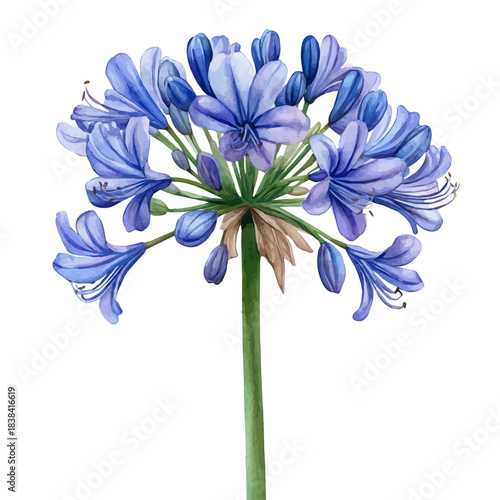 Agapanthus Flower, clipart watercolor vector with vivid accents and harmonious tones, isolated on a white background.