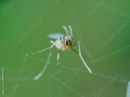 Flies have antennae like sheeps horns from front view