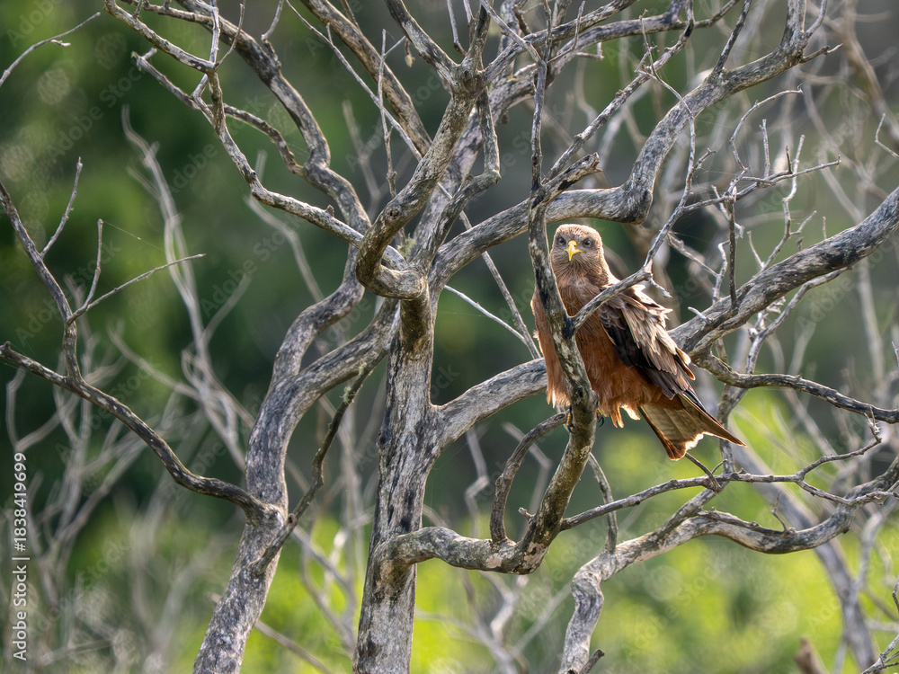 Fototapeta premium Gelbschnabelmilan