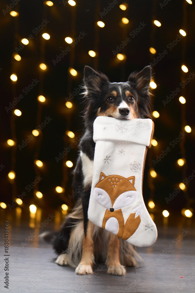 Obraz premium A Border Collie holds a white Christmas stocking decorated with a fox. Warm bokeh lights hang in the background of a cozy studio scene.