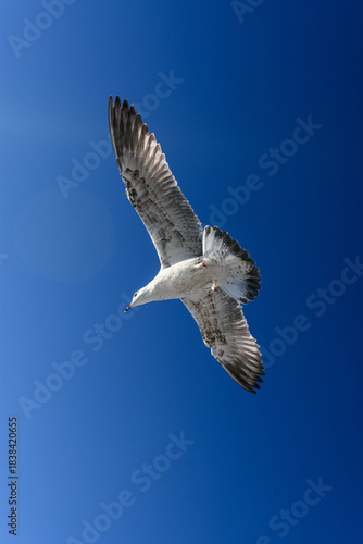 Vista vertical de bajo ángulo de una gaviota solitaria volando alto, con las alas totalmente extendidas captando la luz del sol contra un cielo azul saturado.