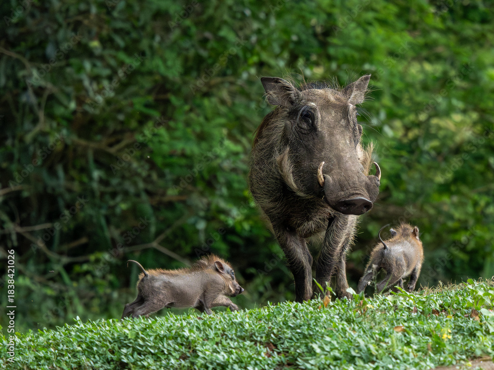 Fototapeta premium Warzenschwein