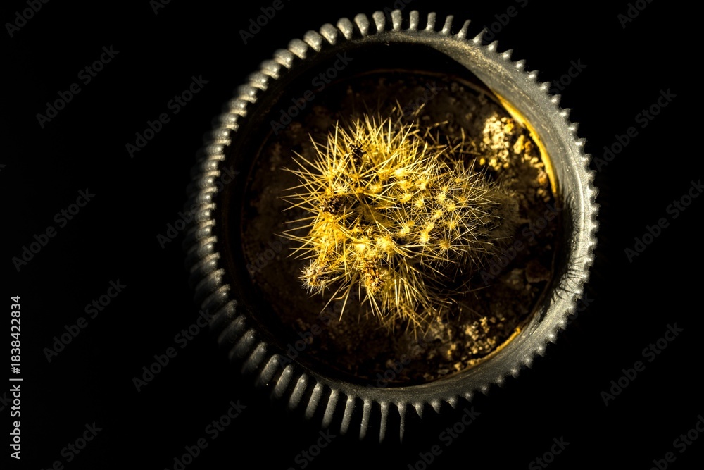 Fototapeta premium Top view of a cactus in a textured pot lit by warm dramatic light over a dark background. Modern minimal botanical still life.