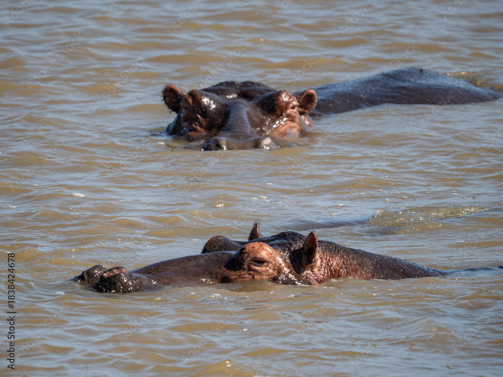 Fototapeta premium Flusspferd