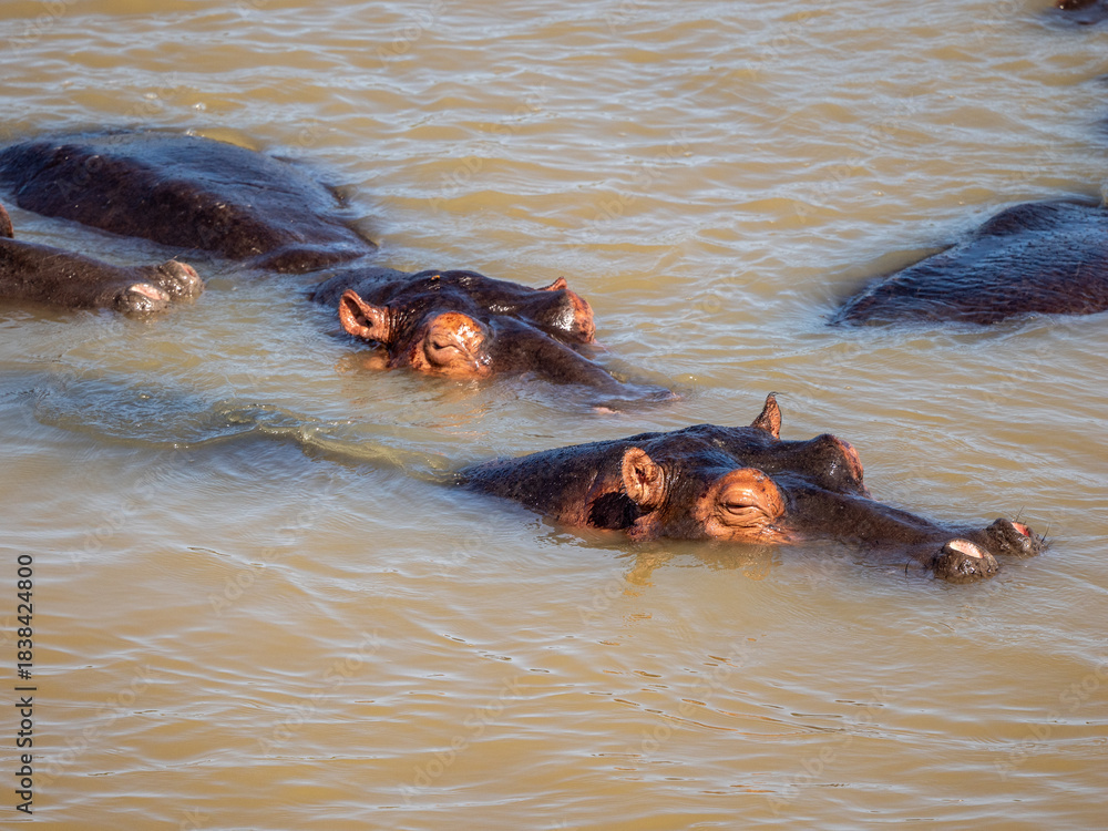 Fototapeta premium Flusspferd