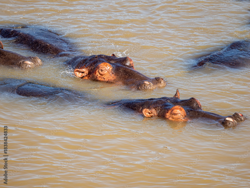 Fototapeta premium Flusspferd