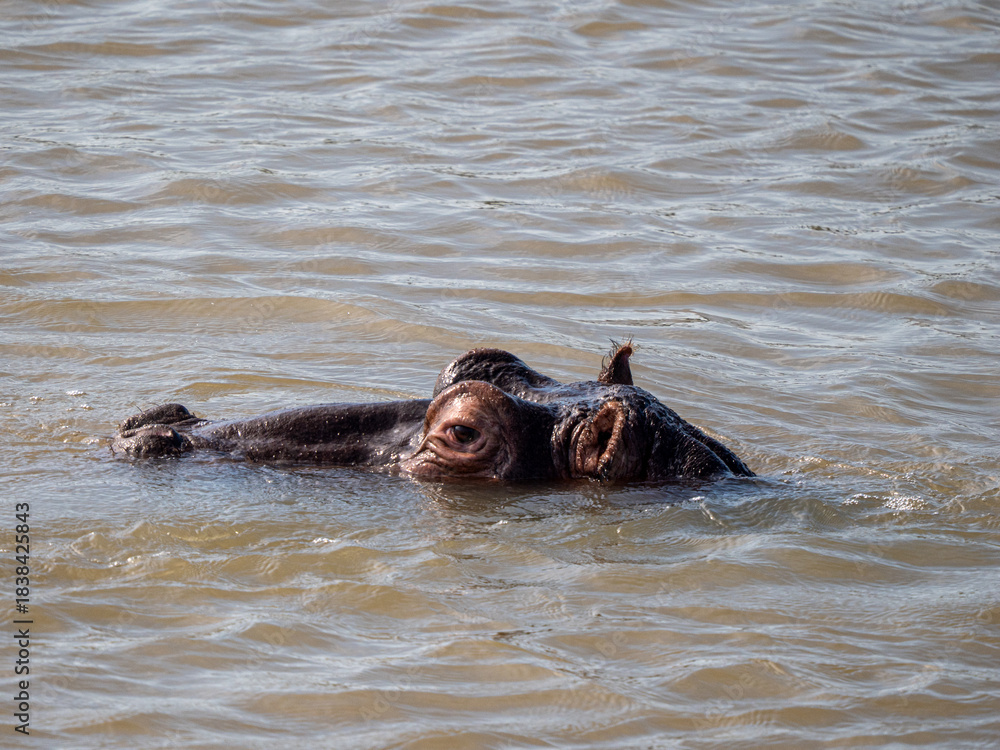 Fototapeta premium Flusspferd