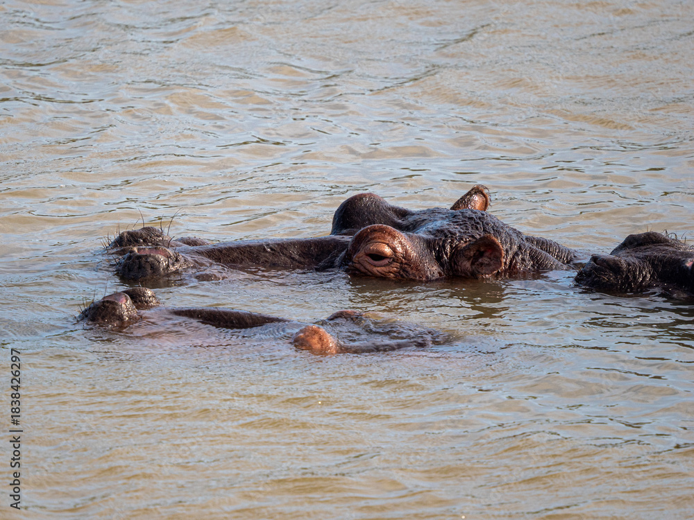 Fototapeta premium Flusspferd