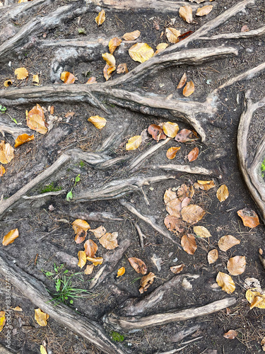 tree roots and fallen leaves on the ground, no person