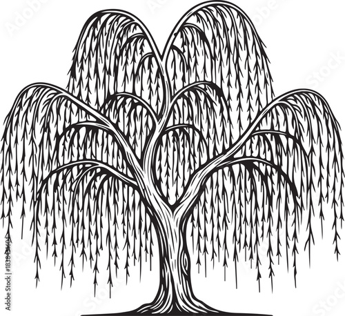 Black silhouette of weeping willow tree on white background, vector