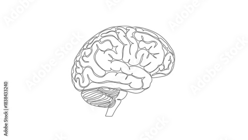 Continuous line drawing of human brain side view. Minimalist single line art vector illustration.