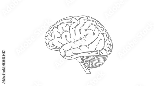 Human Brain Continuous Line Art Vector Illustration. Minimalist One-Line Drawing of the Central Nervous System Organ for Medical or Conceptual Design.