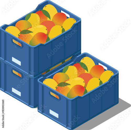 Crates full of mangoes