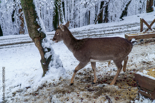 Fototapeta Naklejka Na Ścianę i Meble -  Jelonki na wybiegu w zoo