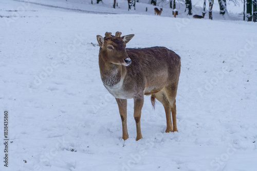 Fototapeta Naklejka Na Ścianę i Meble -  Jelonki na wybiegu w zoo
