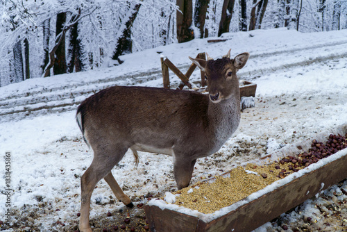 Fototapeta Naklejka Na Ścianę i Meble -  Jelonki na wybiegu w zoo