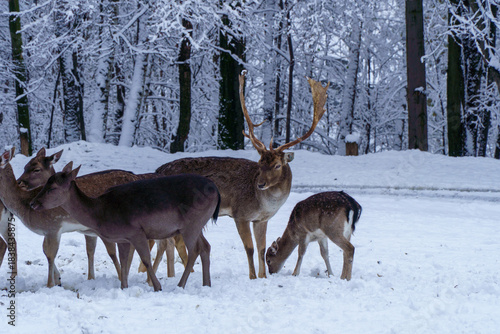 Fototapeta Naklejka Na Ścianę i Meble -  Jelonki na wybiegu w zoo