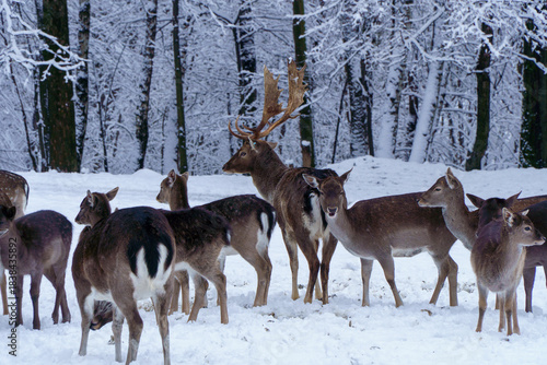 Fototapeta Naklejka Na Ścianę i Meble -  Jelonki na wybiegu w zoo