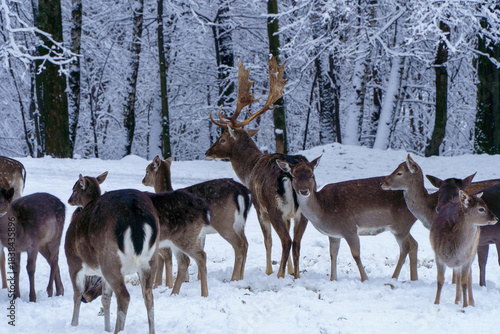Fototapeta Naklejka Na Ścianę i Meble -  Jelonki na wybiegu w zoo