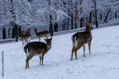 Fototapeta Naklejka Na Ścianę i Meble -  Jelonki na wybiegu w zoo