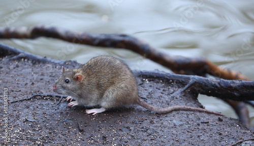 A wild rat is sitting on the riverbank