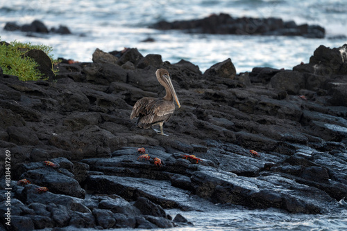 Pelican and crabs on lava rocks in Galapagos