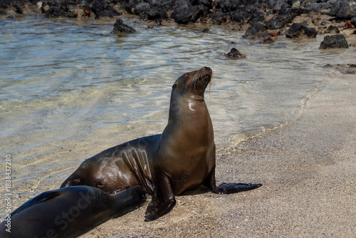 sea lions in Galapagos, pup with mother, Zalophus wollebaeki