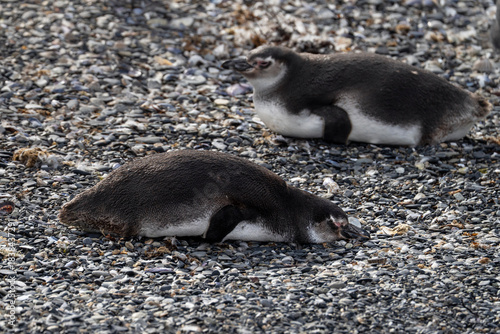 Penguins sleep on the beach of Martillo Island, Ushuaia