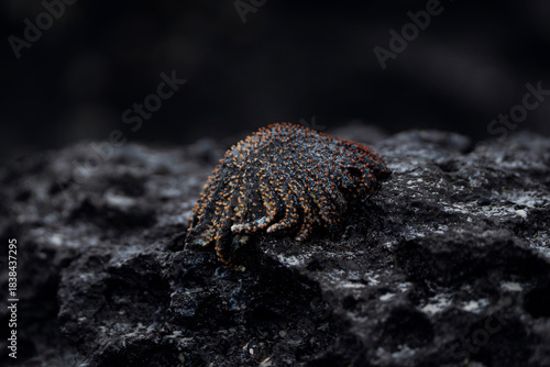 Starfish, Red Sun Star, Heliaster cumingi in Galapagos
