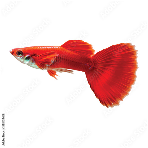 Bright Red Male Guppy Fish Swimming aquarium fish freshwater fish
