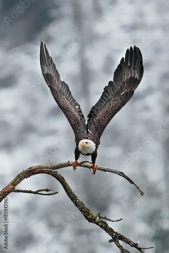  Bald eagle soars from branch.