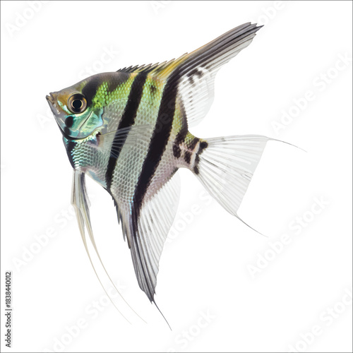 Angelfish with black stripes and flowing fins on white background Keywords: angelfish, fish